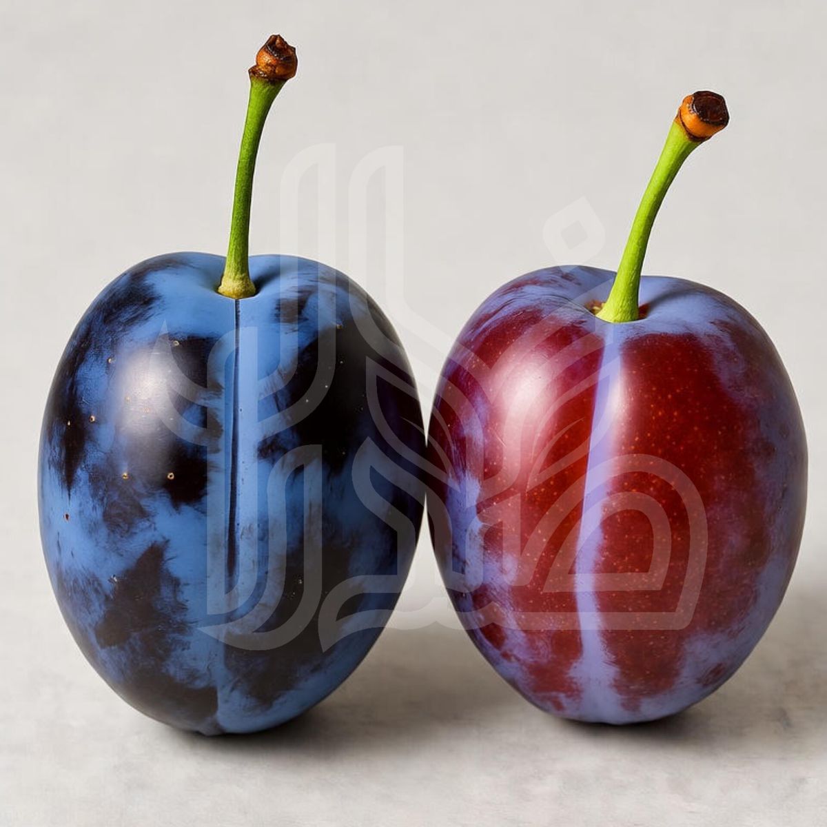 نهال آلو خاکی توسرخ (آلو خونی)