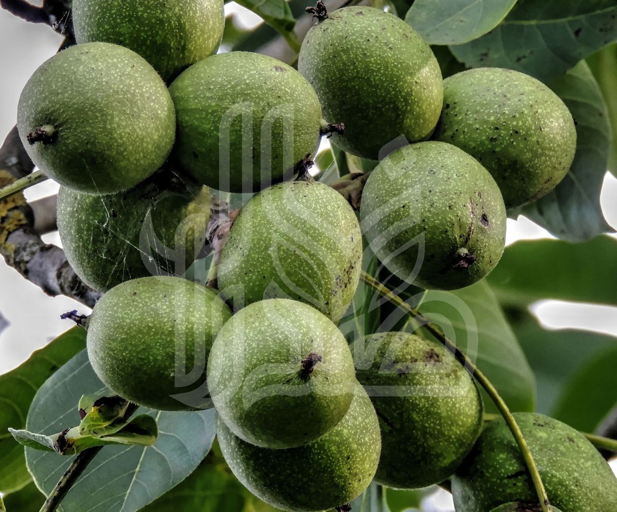 نهال گردو خوشه‌ای اسرائیلی