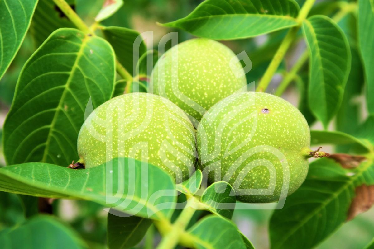 نهال گردو سانلند