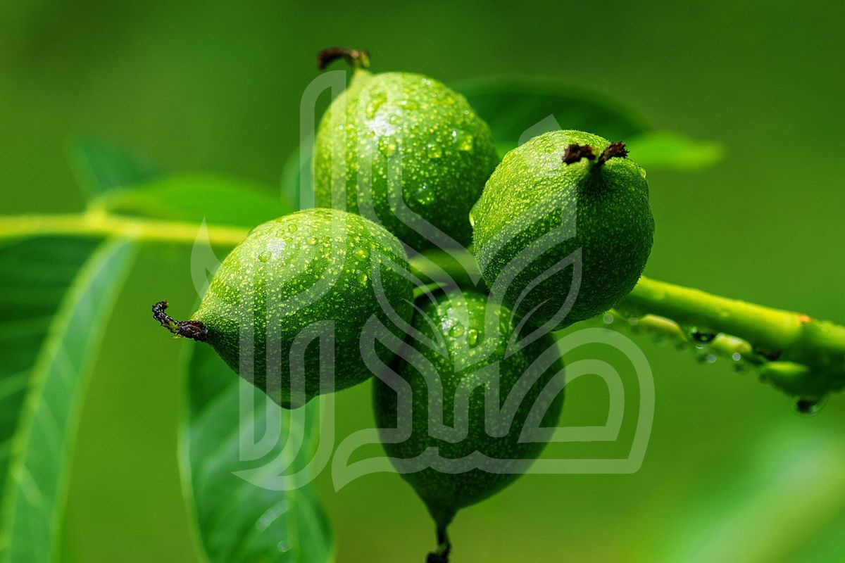 نهال گردو لارا