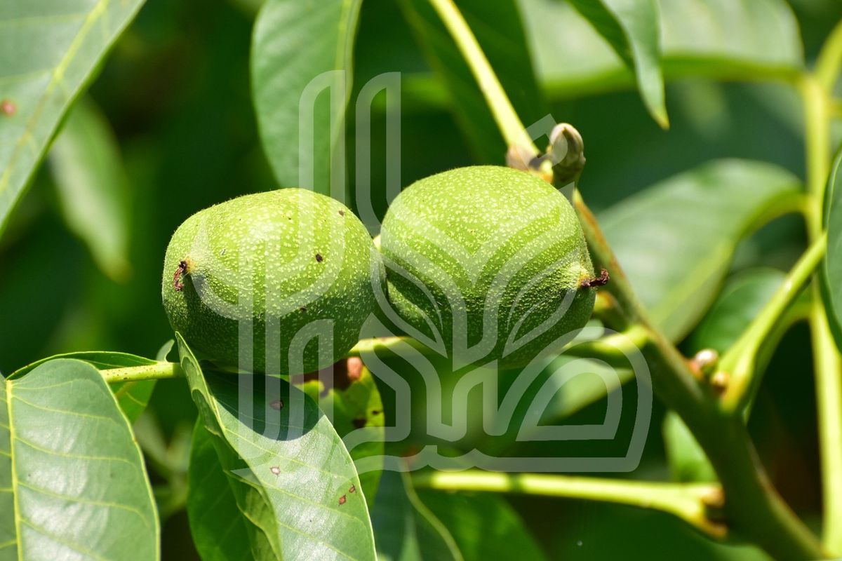 نهال گردو پدرو