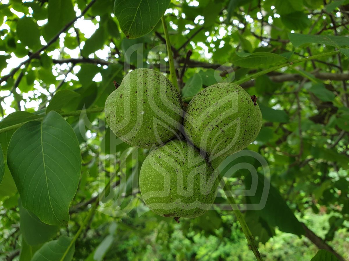 نهال گردو چندلر پیوندی کالیفرنیا